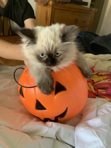 This is Kylie Pearce’s (10) cat Jinxsy. She is sitting in a pumpkin, ready for all the halloween festivities. “[Jinxsy] loves to nap all day and stay up all night bothering you.”