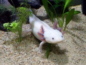 The axolotl, or Mexican walking fish, is an amphibious salamander that resides in Lake Xochimilco and Lake Chalco of the Mexico Valley. Pictured is a leucistic axolotl, translucent white with pink gills.