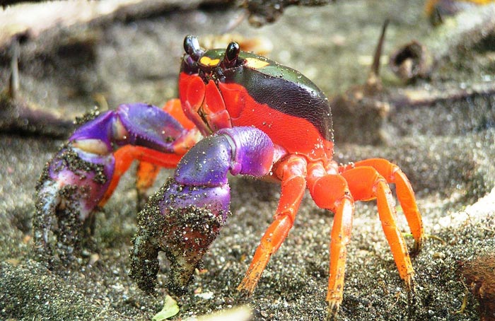 A Halloween crab, the same type of crab that had belonged to Austin.
Used under Attribution 3.0 Unported (CC BY 3.0).
https://creativecommons.org/licenses/by/3.0/