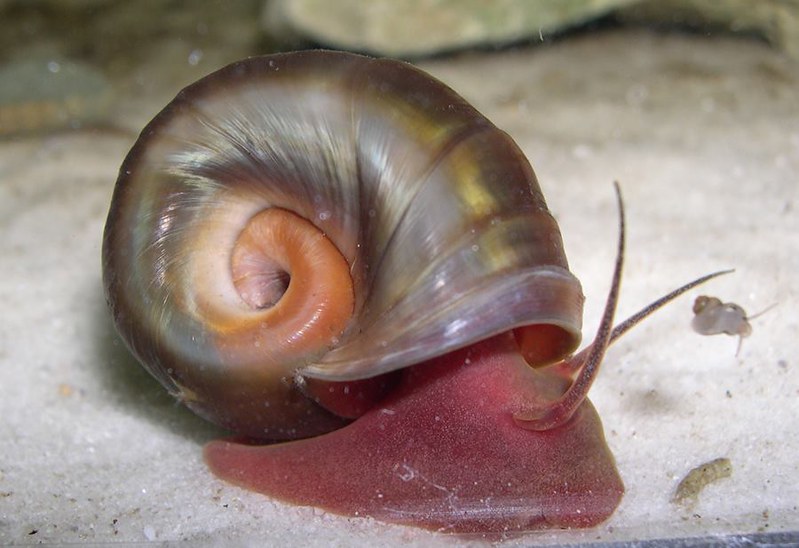 An example of ramshorn snail, Austin Raymond used to own these snails

Credits for image goes to flickr.com, under license of https://creativecommons.org/licenses/by/2.0/ 
Attribution-NonCommercial-ShareAlike 2.0 Generic (CC BY-NC-SA 2.0)