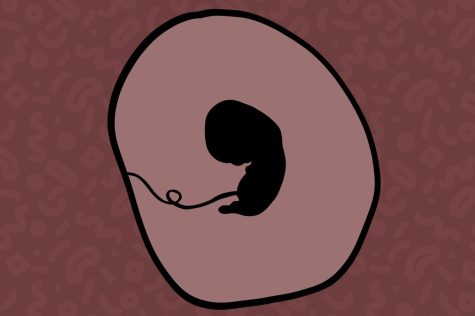 Drawing of fetus in womb