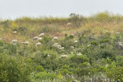 Merino sheep graze on a hill at Elings Park.