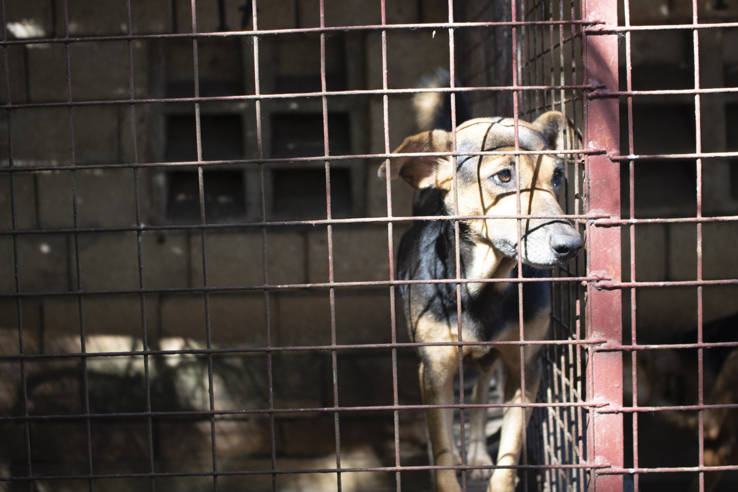 California animal shelters are at maximum capacity