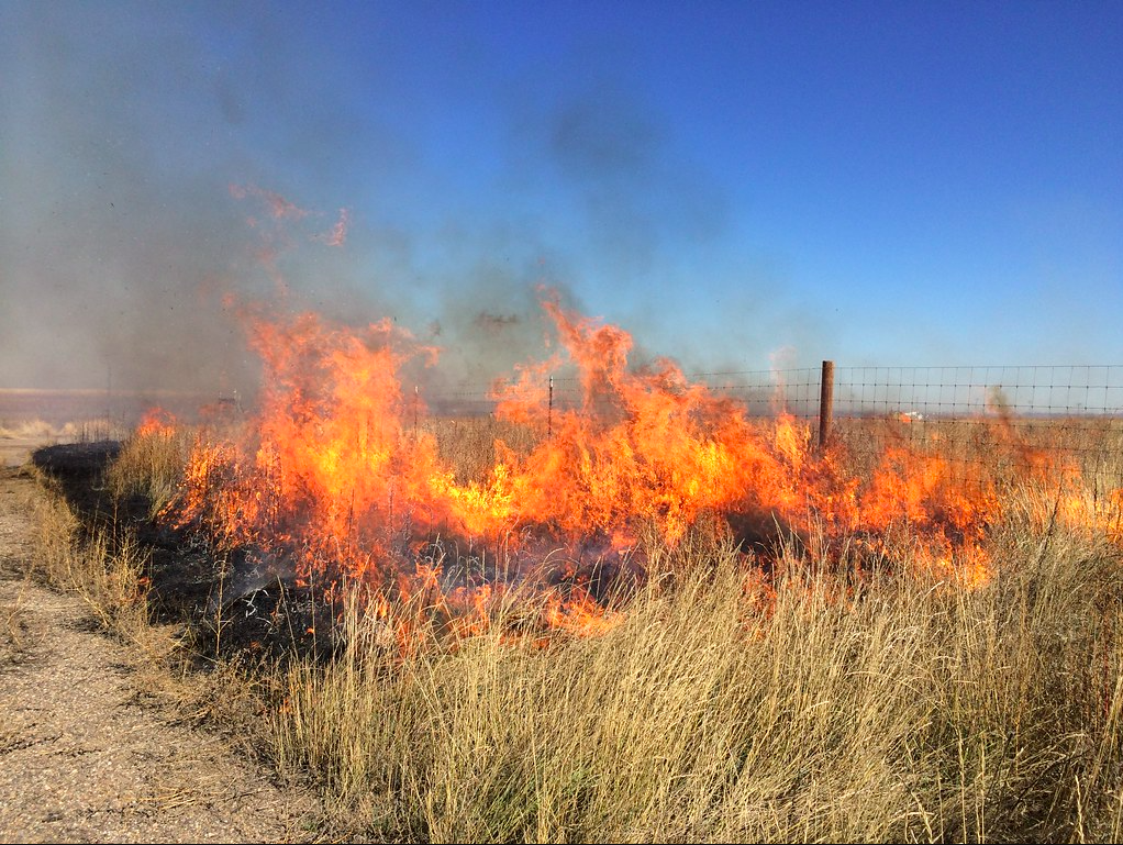 Picture of grass burning during a controlled burn.