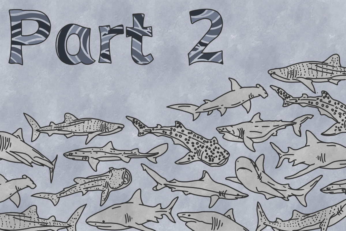 Shark Crossword Part 2