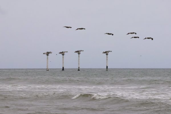 Pelicans fly over the four towers of Bird Island.