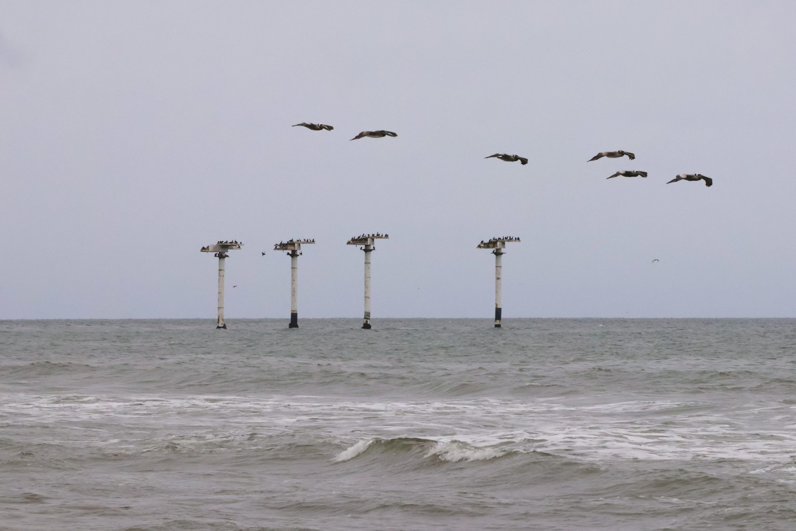 Bird Island: Exploring the Lone Towers of Haskell’s Beach – The Charger ...