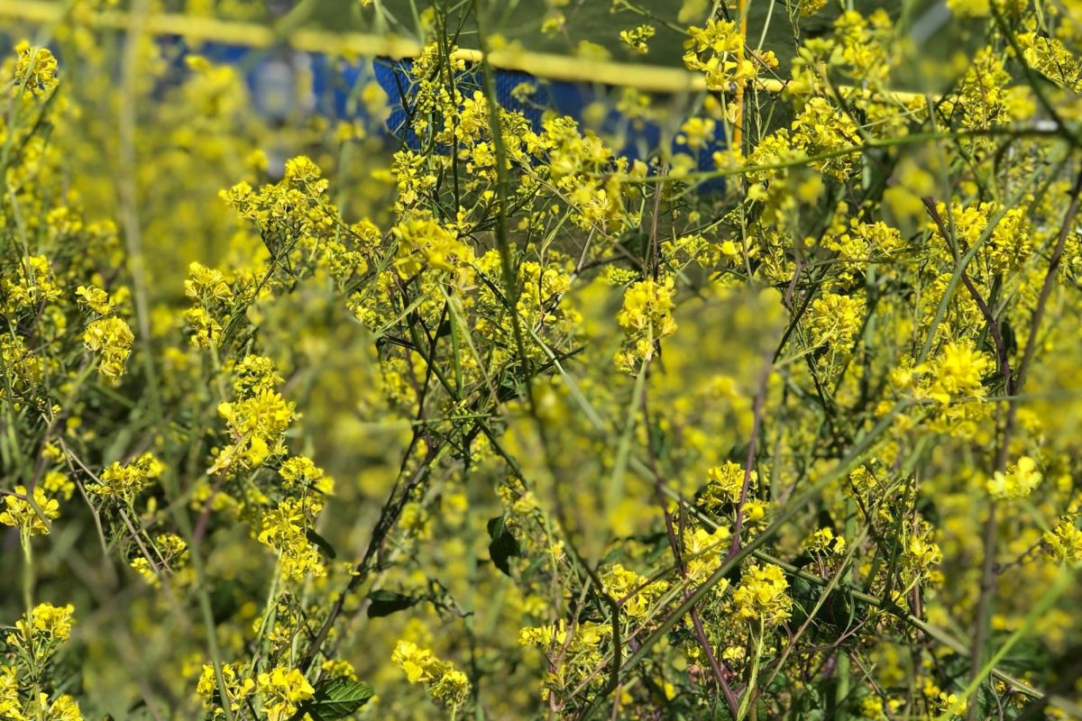 Wild mustard near the DPHS softball fields.